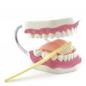 Preview: HeineScientific Zahnpflegemodell mit Zahnbürste (H130372)